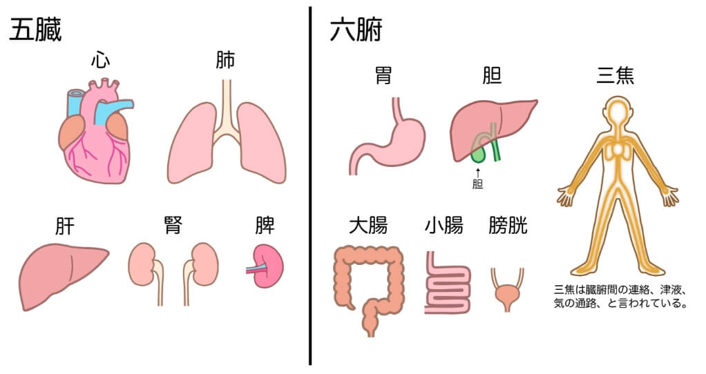 五臓六腑