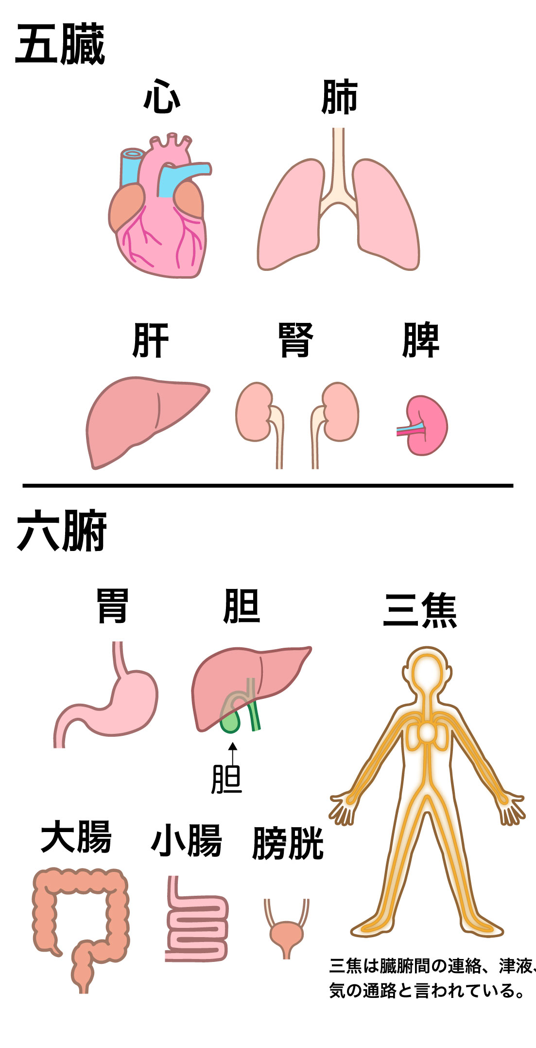五臓六腑