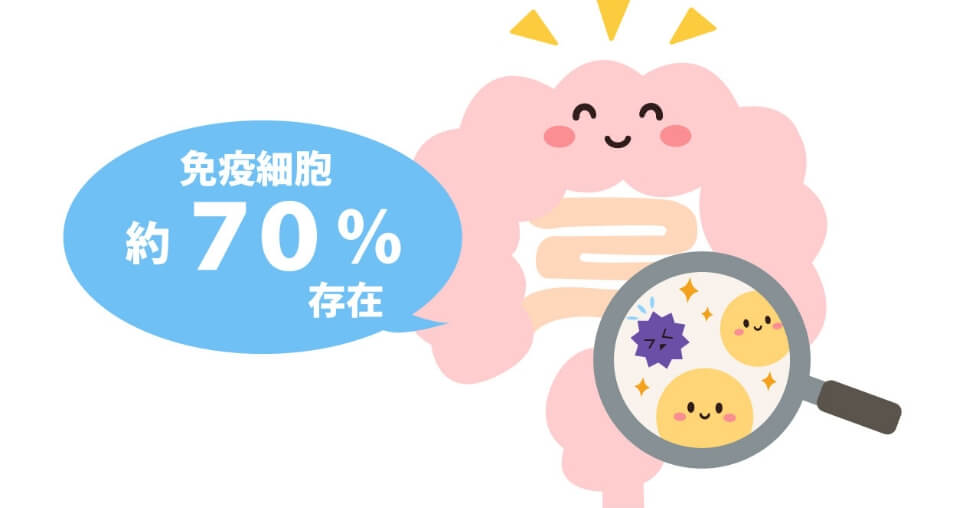 免疫細胞約70%存在