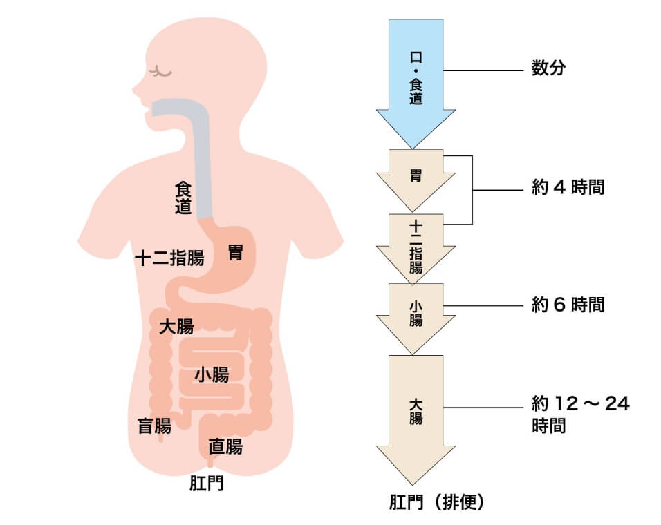 人体図