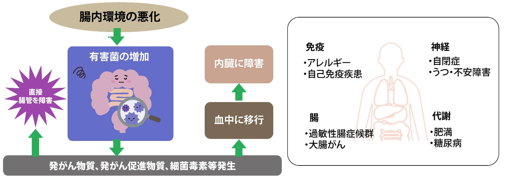 腸内環境図