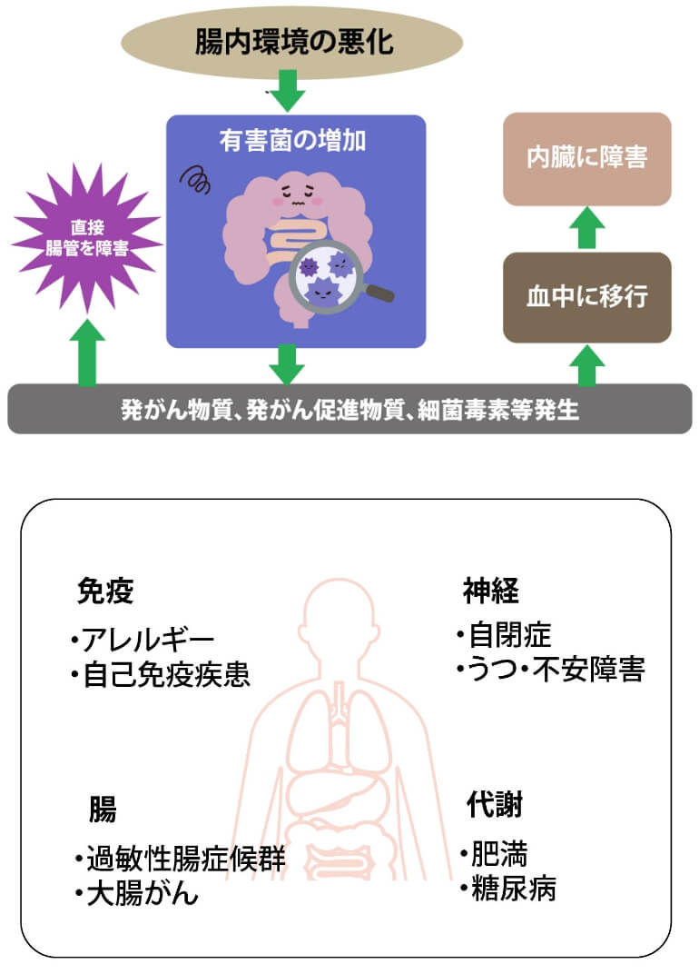 腸内環境図