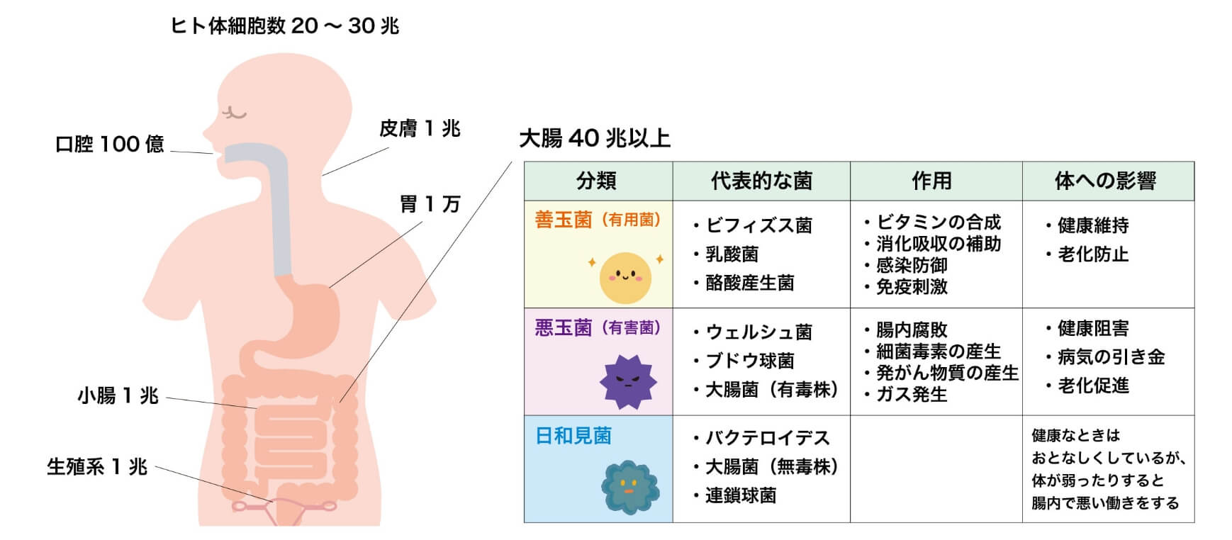 ヒト体細胞数