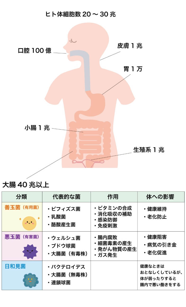 ヒト体細胞数