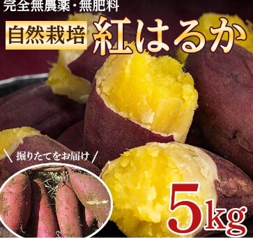 さつまいも（紅はるか）