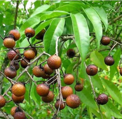 やさしく落とす、植物由来の洗浄設計