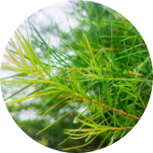 ティーツリー葉油