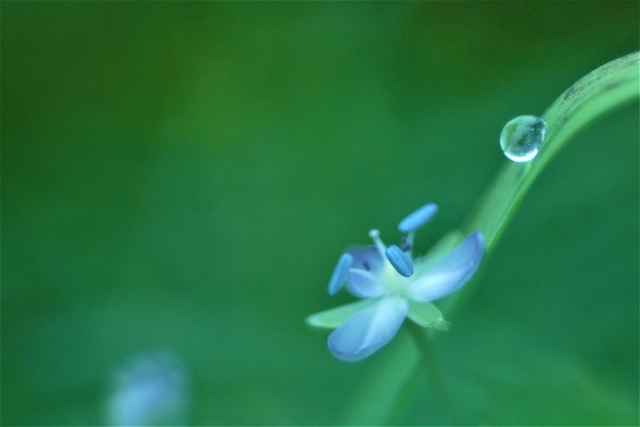 白露