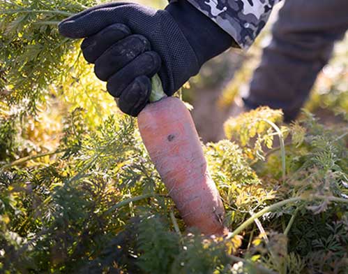 ハッピーキャロット