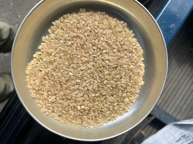 穂まれのササニシキ