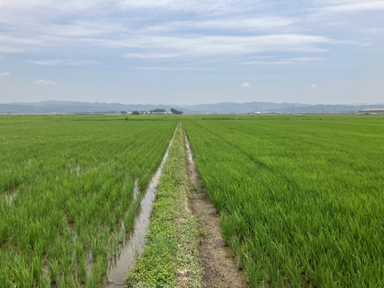 穂まれのササニシキ