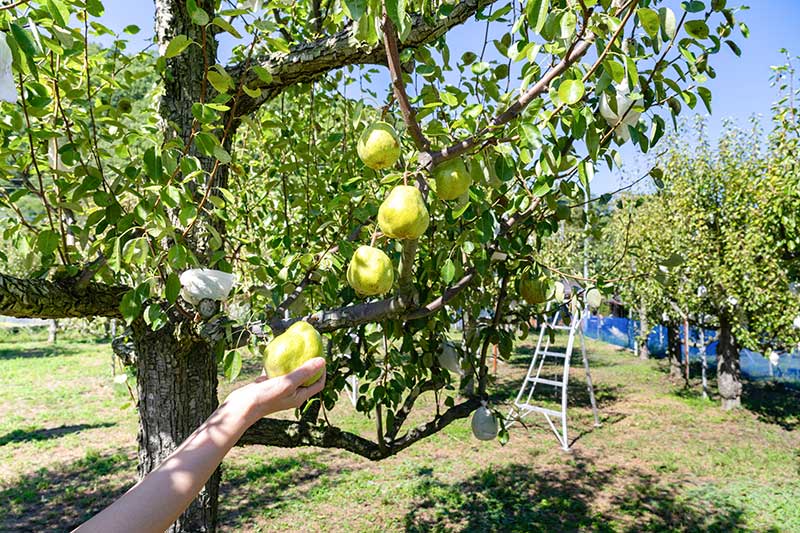 ラフランスの土壌