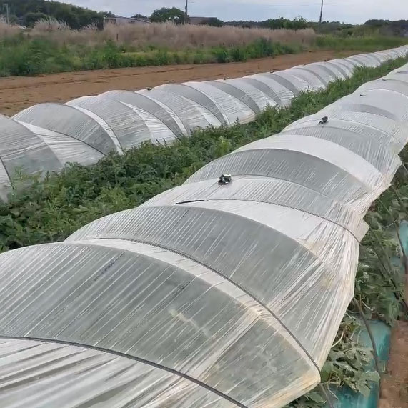 この商品の生産者