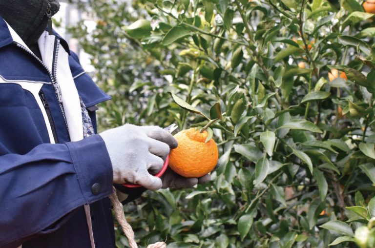 不知火（しらぬい）