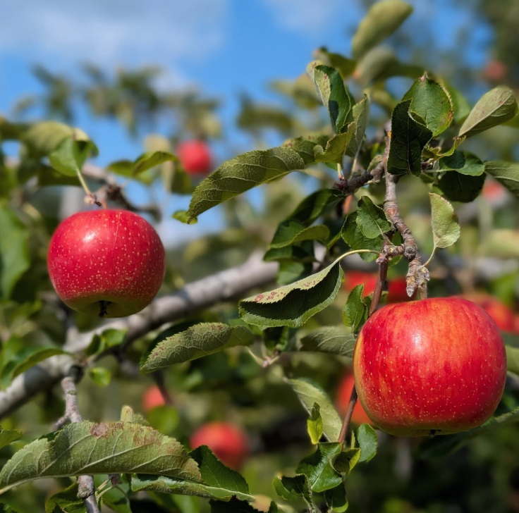 青森県産サンふじ5kg