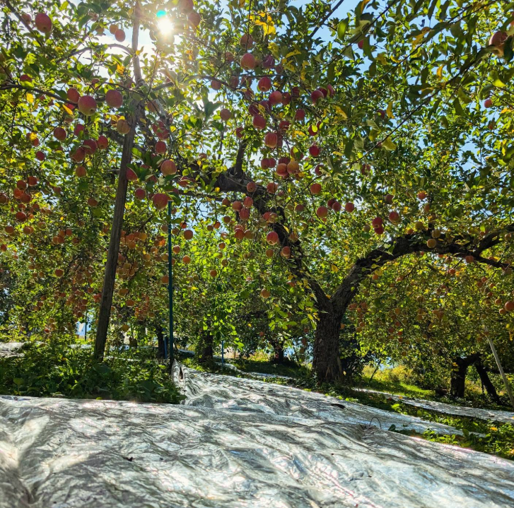 青森県産サンふじ5kg