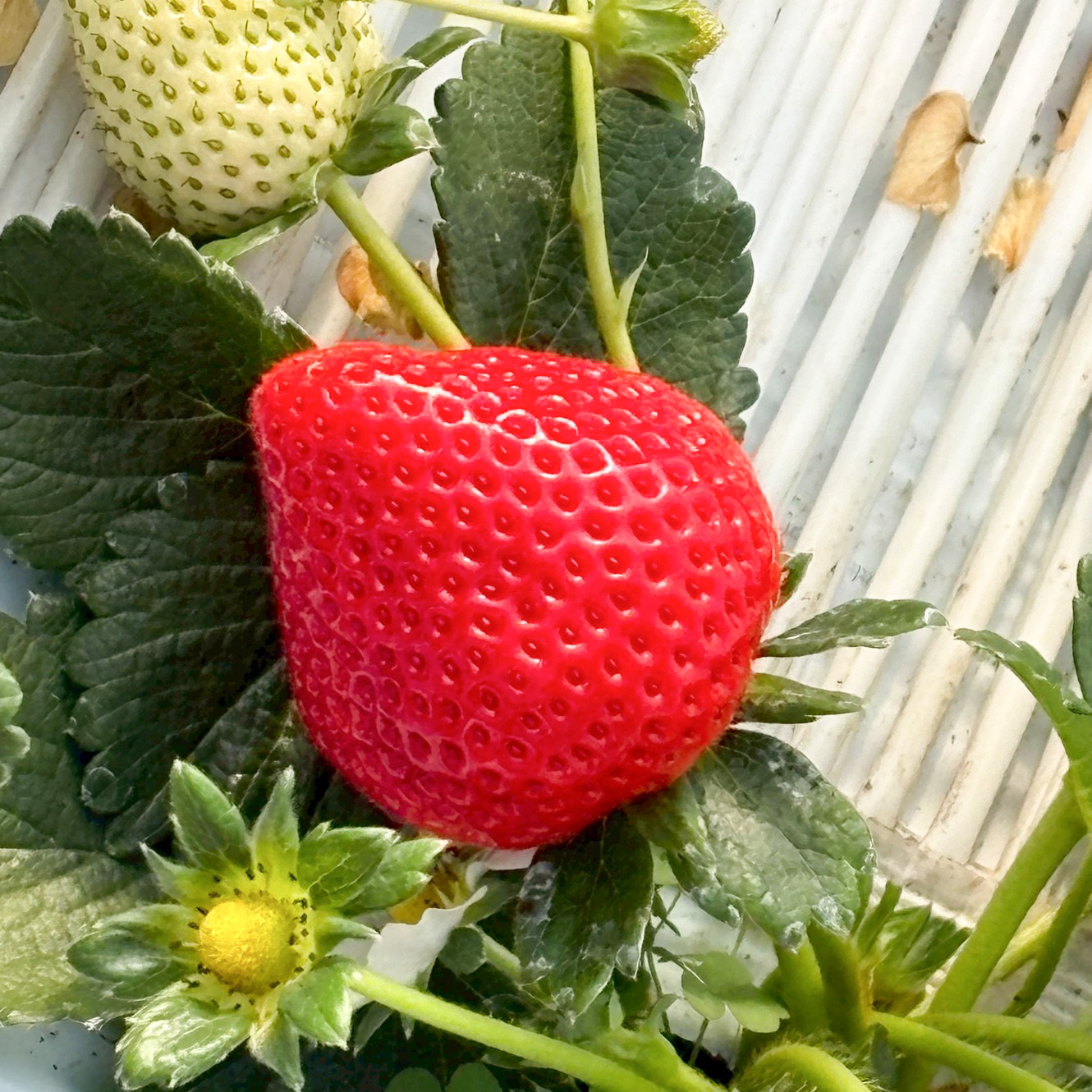 とちおとめ　500～600ｇ×1パック　送料込