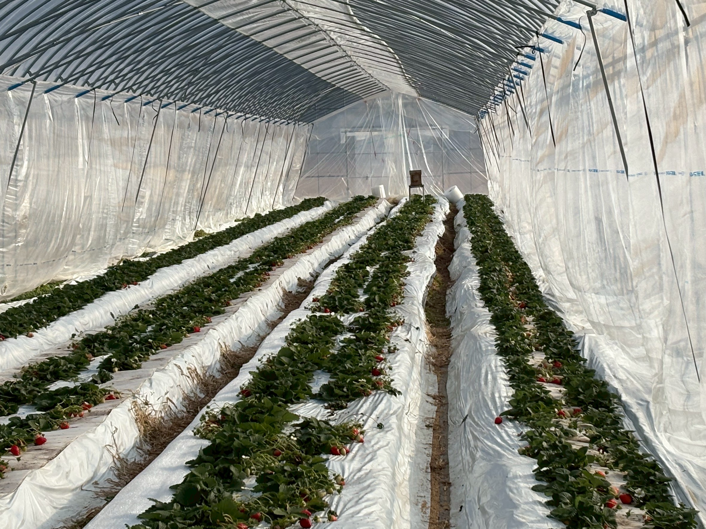 とちおとめ　500～600ｇ×1パック　送料込