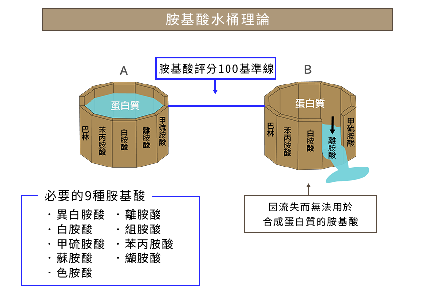 胺基酸評分100說明圖