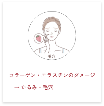 コラーゲン・エラスチンのダメージ→ たるみ・毛穴