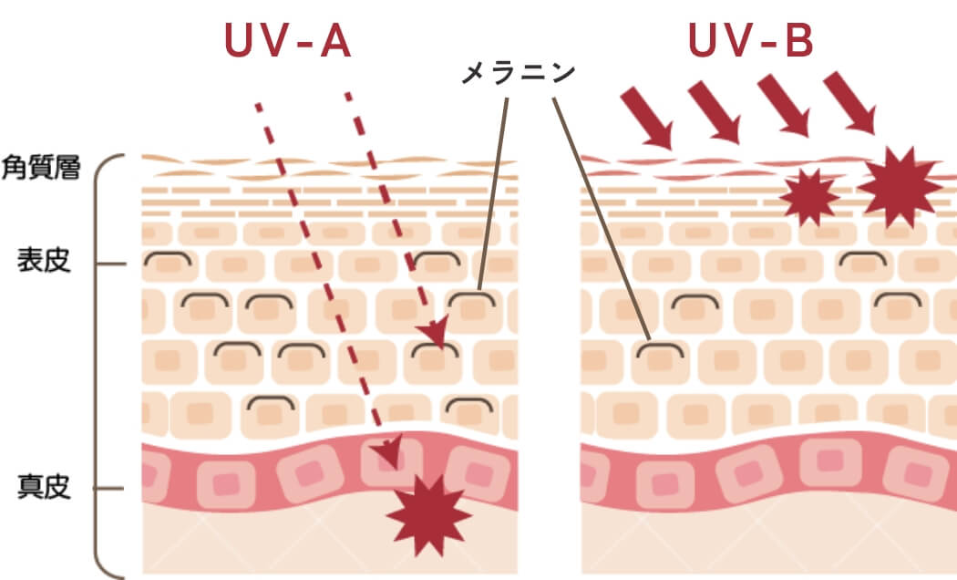 UV-A UV-B 肌への作用イメージ