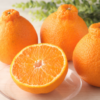 しらぬい（不知火）